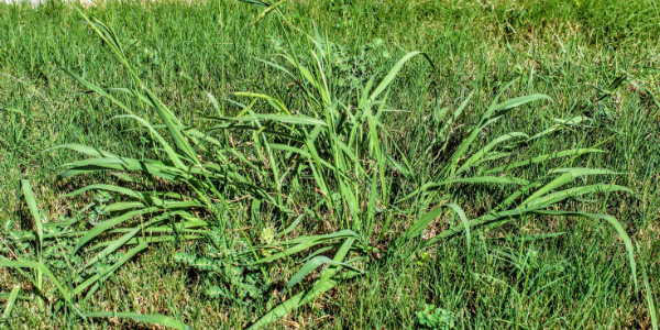 Photo of crabgrass in a lawn