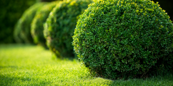 photo of healthy boxwoods pruned to be round