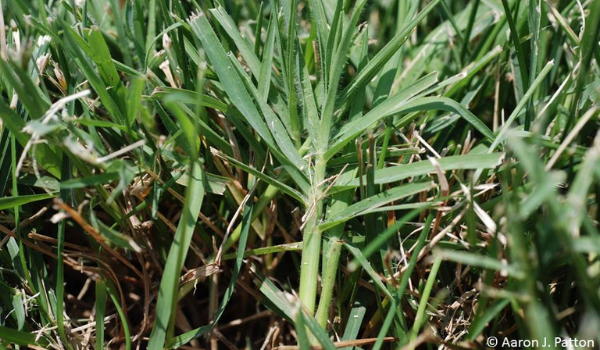 image of bermuda grass or bermudagrass