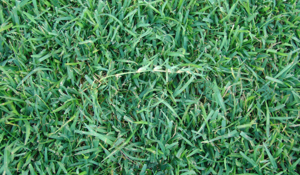 image of centipede grass