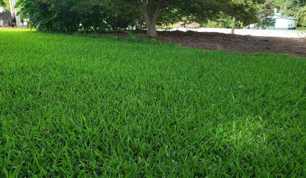 image of st. augustine grass