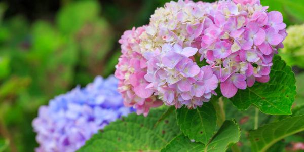 photo of pink and blue hydrangeas