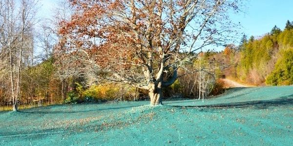 blue lawn that has been spray with dye and fertilizer