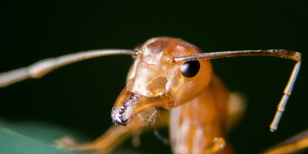 close up image of a fire ant