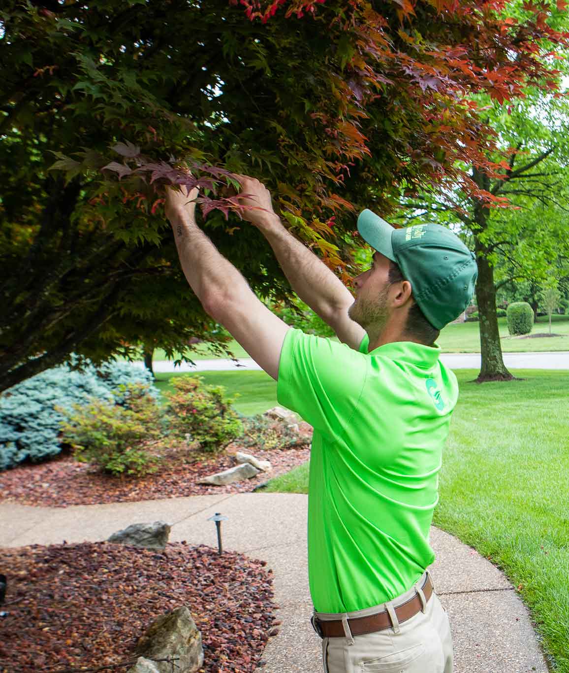 Green group employee trimming a tree