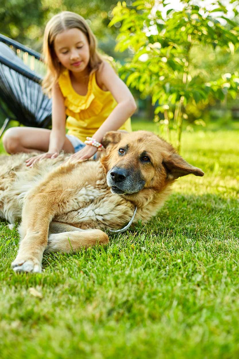 Girl petting a dog that is lying down on a lawn