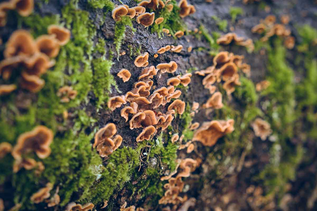Closeup of fungus and mushrooms growing on a tree