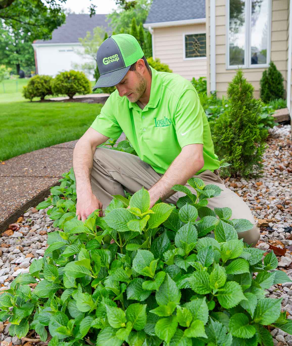 Green group employee fertilizing a bush