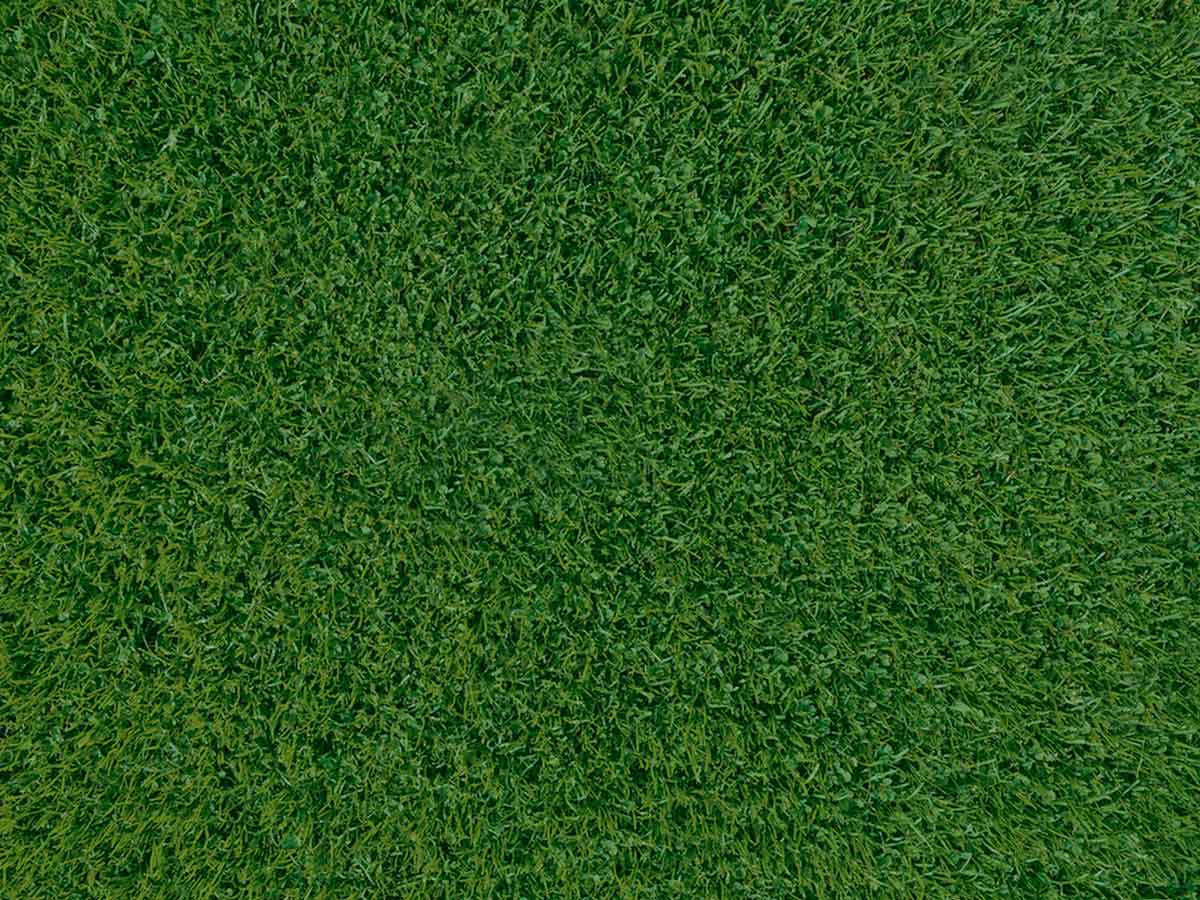 Closeup of very green grass