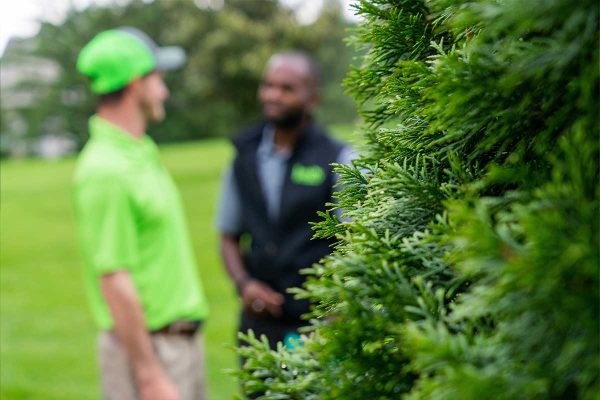 Two green group employees talking in background with shrub in foreground