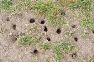 Top down view of vole holes damaging a yard.