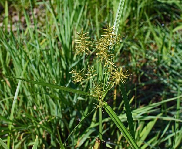 Yellow Nutsedge growing in a field of grass.