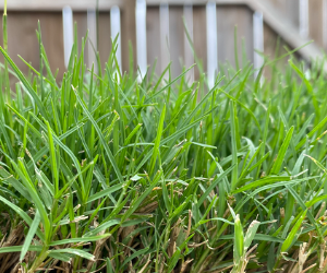 Up close shot of Bermuda grass.