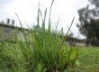 Bermuda grass clump in someone's lawn.