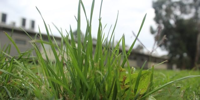 Bermuda grass clump in someone's lawn.