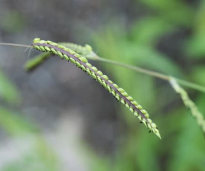 Up-close shot of goosegrass.