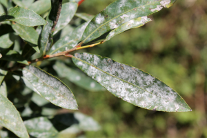 Close-up of powdery mildew on shrub leaves.